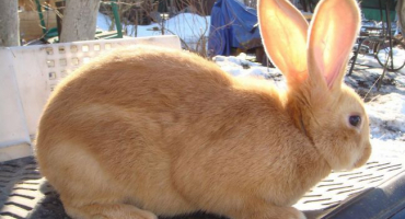 Králíci burgundského plemene: hodnota a vlastnosti obsahu